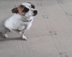 Dog Lol GIF by America's Funniest Home Videos