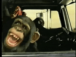 Video gif. Three funny chimpanzees play and laugh in the front seat of a car.
