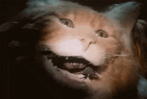 horror cats GIF by Shudder