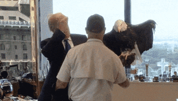 jepmend donald trump shba lajme nga bota GIF