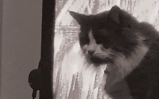 Thuglife #Catlife #Fuckyou #Fuckyoucat GIF by Westhoffenator