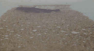 thomasburkett  GIF