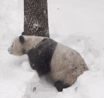 Wildlife gif. A chubby panda flops and rolls down a pile of snow. The panda wiggles its fat arms and legs around as it pushes the soft snow away unsuccessfully. It grabs its foot with both paws, and starts gnawing on it for no particular reason.