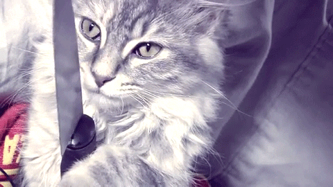 Cat Try Me GIF - Find & Share on GIPHY