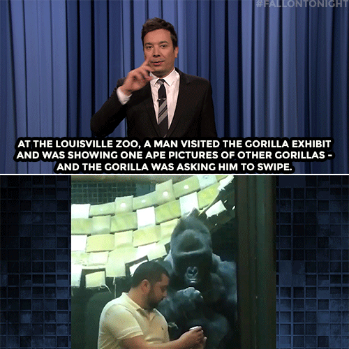 gorilla GIF by The Tonight Show Starring Jimmy Fallon