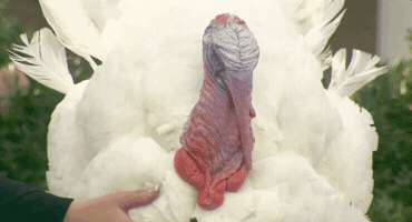 Donald Trump GIF