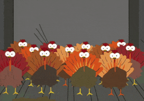 Turkeys GIFs - Find & Share on GIPHY