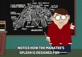 teaching manatee GIF by South Park 