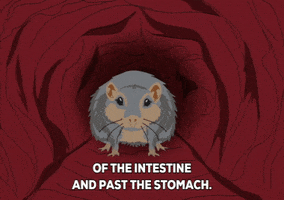 hamster intestines GIF by South Park 