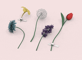 Flowers GIF by Sasha Katz