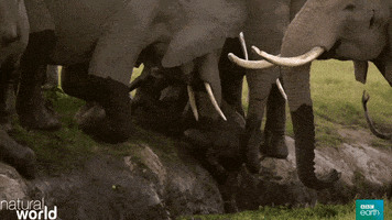natural world elephants GIF by BBC Earth