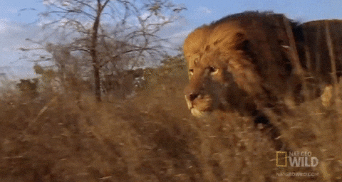 On The Hunt Running GIF by Nat Geo Wild - Find & Share on GIPHY