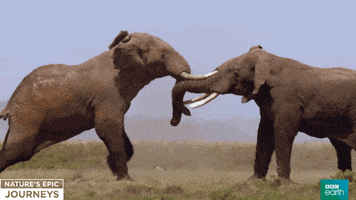 nature's epic journeys battle GIF by BBC Earth