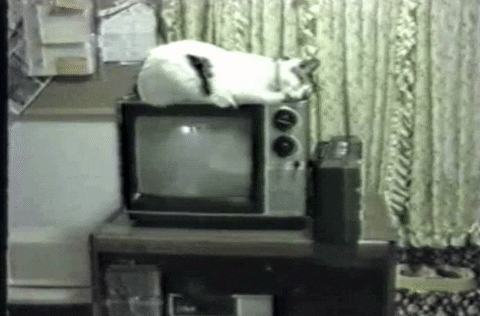 Funny Cat Videos TV