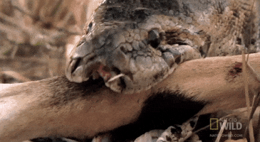 worldâs deadliest GIF by Nat Geo Wild 
