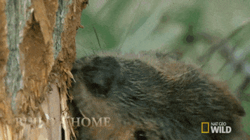 home build GIF by Nat Geo Wild 