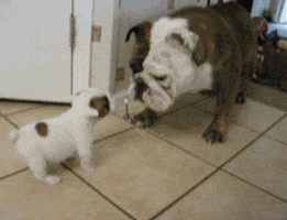 Funny GIF by AFV Pets