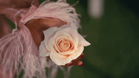 Cool Gif Images: Rose Flower Blooming Gif