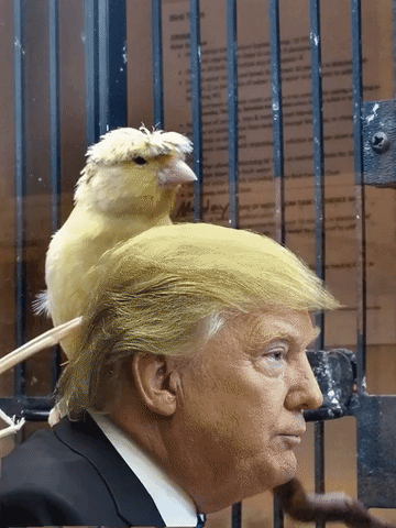 patyanteli  GIF