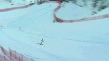 talbotbohemiacardinal  GIF