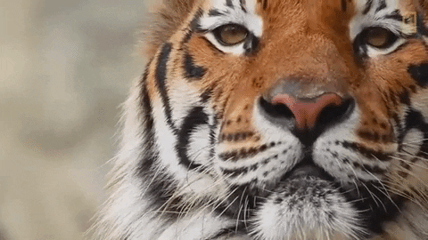Tiger Wink GIF by Nat Geo Wild - Find & Share on GIPHY