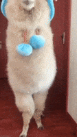 Alpaca Gifs Get The Best Gif On Giphy