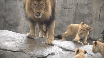 lion cub GIF