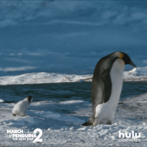 March Of The Penguins Fall Gif By Hulu Find Share On Giphy