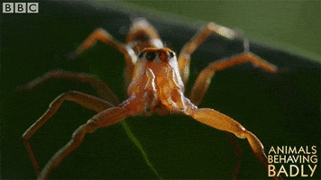 spider animals behaving badly GIF by BBC