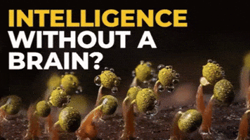 Brain Intelligence GIF