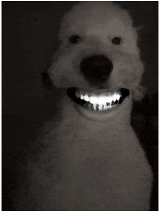 Dog Smile GIF