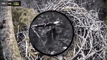 georgemills-9cd1 bigfoot GIF