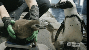 african penguin chick GIF by Monterey Bay Aquarium