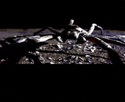 Spider GIF
