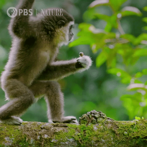 Pbs Nature Monkey GIF by Nature on PBS - Find & Share on GIPHY