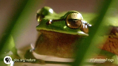 Inflate Pbs Nature GIF by Nature on PBS