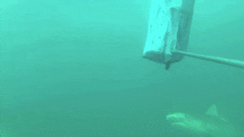 shark wetsuit GIF by TED