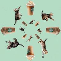 starbucks GIF by Frappuccino