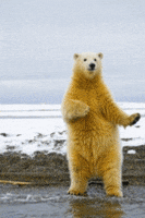 polar bear dancing GIF