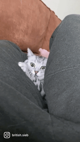 by SIEB GIF