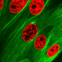 microscope mitosis GIF