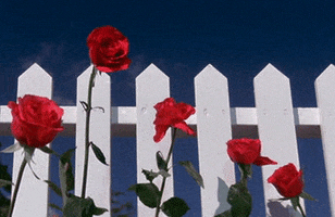 Red Roses Love GIF