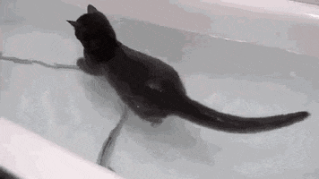 cat swimming GIF