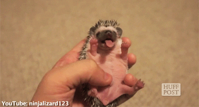 Hedgehog Yawn GIF