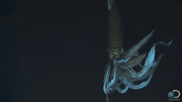 giant squid ocean GIF
