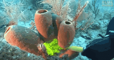sea sponges moving