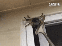Boston Crab Gifs Get The Best Gif On Giphy