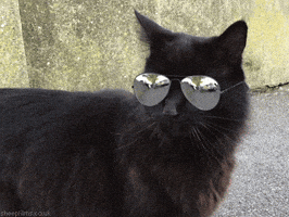 Cool Cat Deal With It GIF by sheepfilms