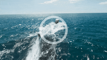 Tiburon Megalodon GIF by Diamond Films Latam
