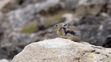 national geographic hello GIF by Nat Geo Wild